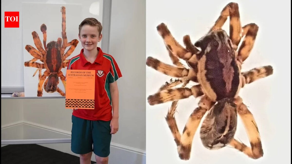 In 2020, 10-year-old Murphy Widdowson collected a spider on a remote Australian island that experts could not identify; scientists later declared it a new species and named it Artoriopsis murphyi after him