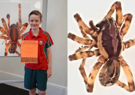 In 2020, 10-year-old Murphy Widdowson collected a spider on a remote Australian island that experts could not identify; scientists later declared it a new species and named it Artoriopsis murphyi after him