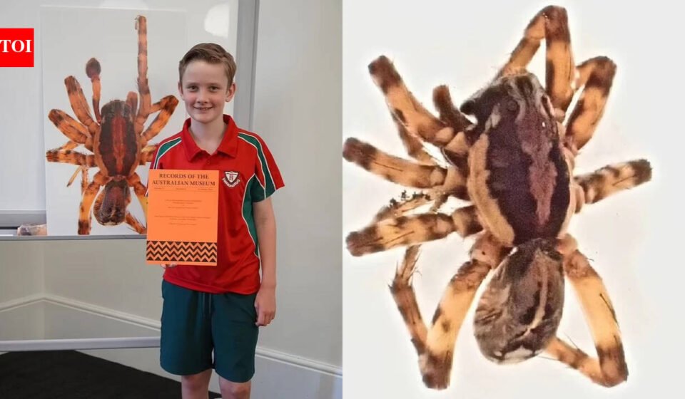 In 2020, 10-year-old Murphy Widdowson collected a spider on a remote Australian island that experts could not identify; scientists later declared it a new species and named it Artoriopsis murphyi after him