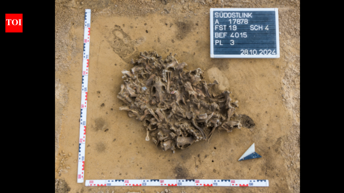 Archaeologists found a 7,000-year-old pit packed with beaver bones; it reveals how Europe's first farmers used animal fur