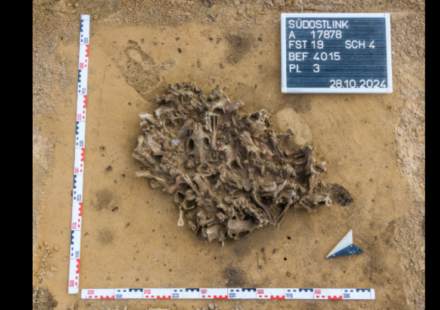 Archaeologists found a 7,000-year-old pit packed with beaver bones; it reveals how Europe's first farmers used animal fur