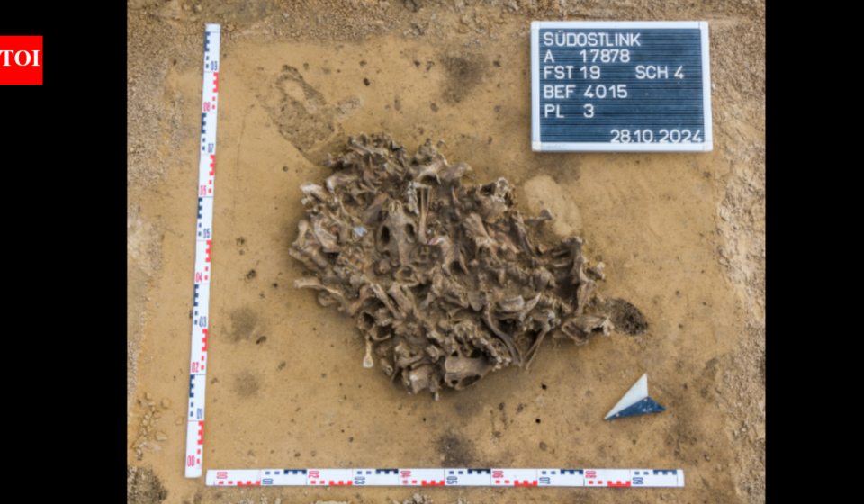 Archaeologists found a 7,000-year-old pit packed with beaver bones; it reveals how Europe's first farmers used animal fur