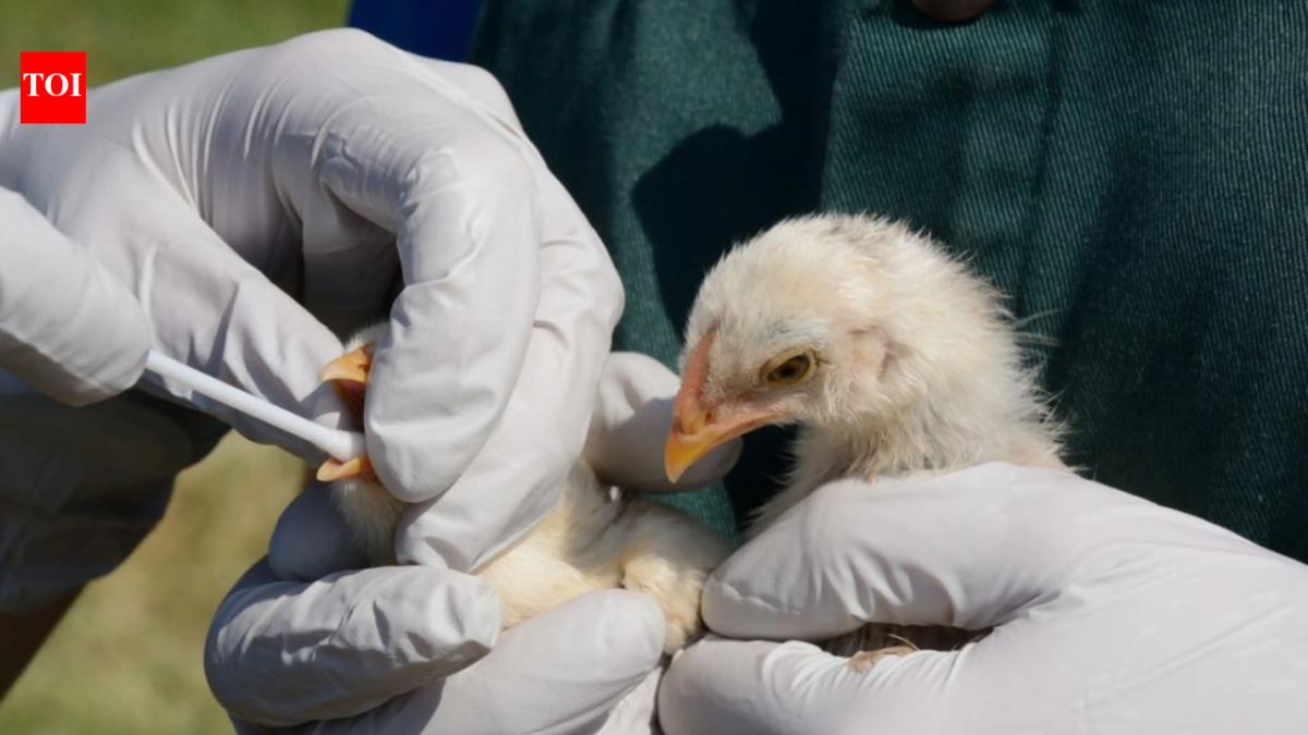 In 2022, bird flu caused an entire Sandwich tern colony in England to be abandoned; four breeding seasons later, the birds have returned in record numbers, creating one of the country’s largest colonies