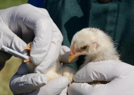In 2022, bird flu caused an entire Sandwich tern colony in England to be abandoned; four breeding seasons later, the birds have returned in record numbers, creating one of the country’s largest colonies