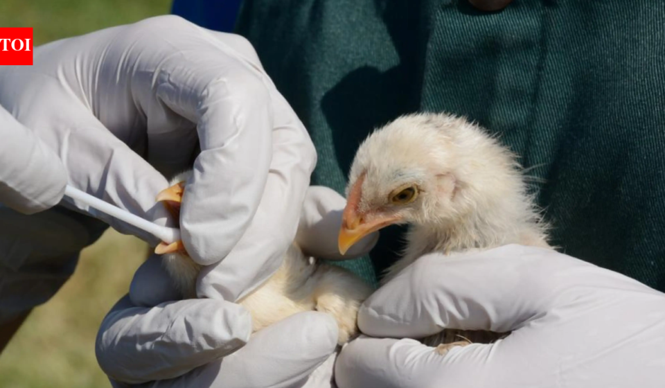 In 2022, bird flu caused an entire Sandwich tern colony in England to be abandoned; four breeding seasons later, the birds have returned in record numbers, creating one of the country’s largest colonies