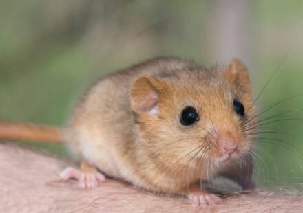 In 1902, edible dormice were released at an English estate; by 2018 Britain had an estimated 23,000, and the government now pays £40 per hectare a year to control damage to trees, crops and nesting birds