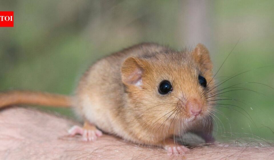 In 1902, edible dormice were released at an English estate; by 2018 Britain had an estimated 23,000, and the government now pays £40 per hectare a year to control damage to trees, crops and nesting birds