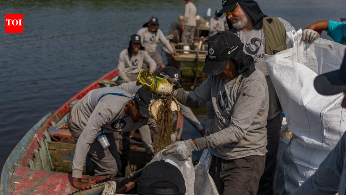 Brazil’s polluted Rio mangroves were disappearing under waste; then local fishers restored 18.2 hectares and more than 60 animal species returned