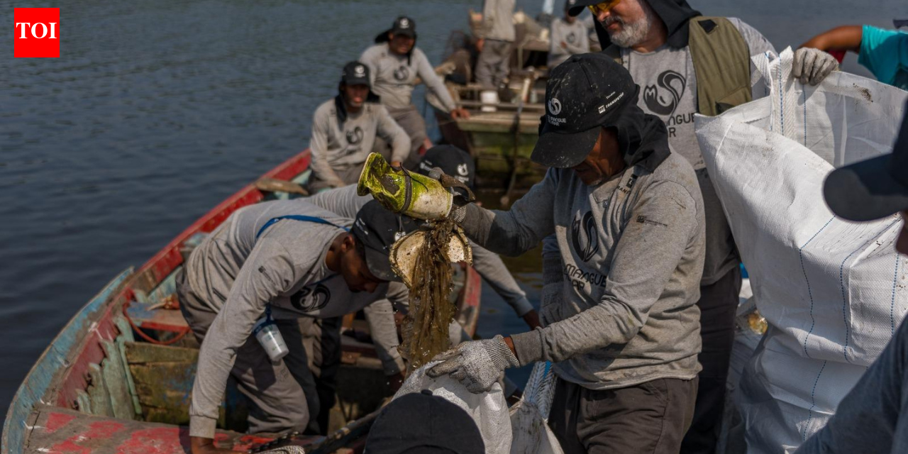 Brazil’s polluted Rio mangroves were disappearing under waste; then local fishers restored 18.2 hectares and more than 60 animal species returned