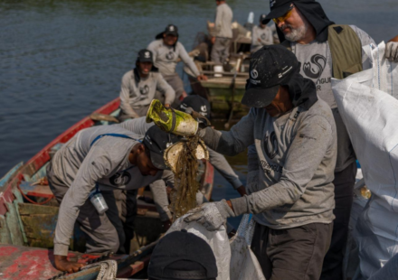 Brazil’s polluted Rio mangroves were disappearing under waste; then local fishers restored 18.2 hectares and more than 60 animal species returned