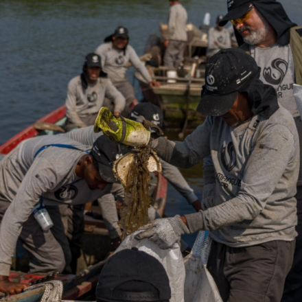Brazil’s polluted Rio mangroves were disappearing under waste; then local fishers restored 18.2 hectares and more than 60 animal species returned