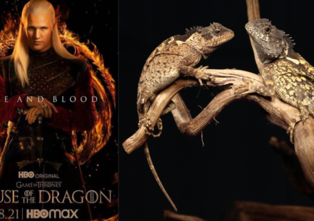 ‘Dracarys’: New ‘dragon’ species named after House of the Dragon’s Syrax discovered in Thailand
