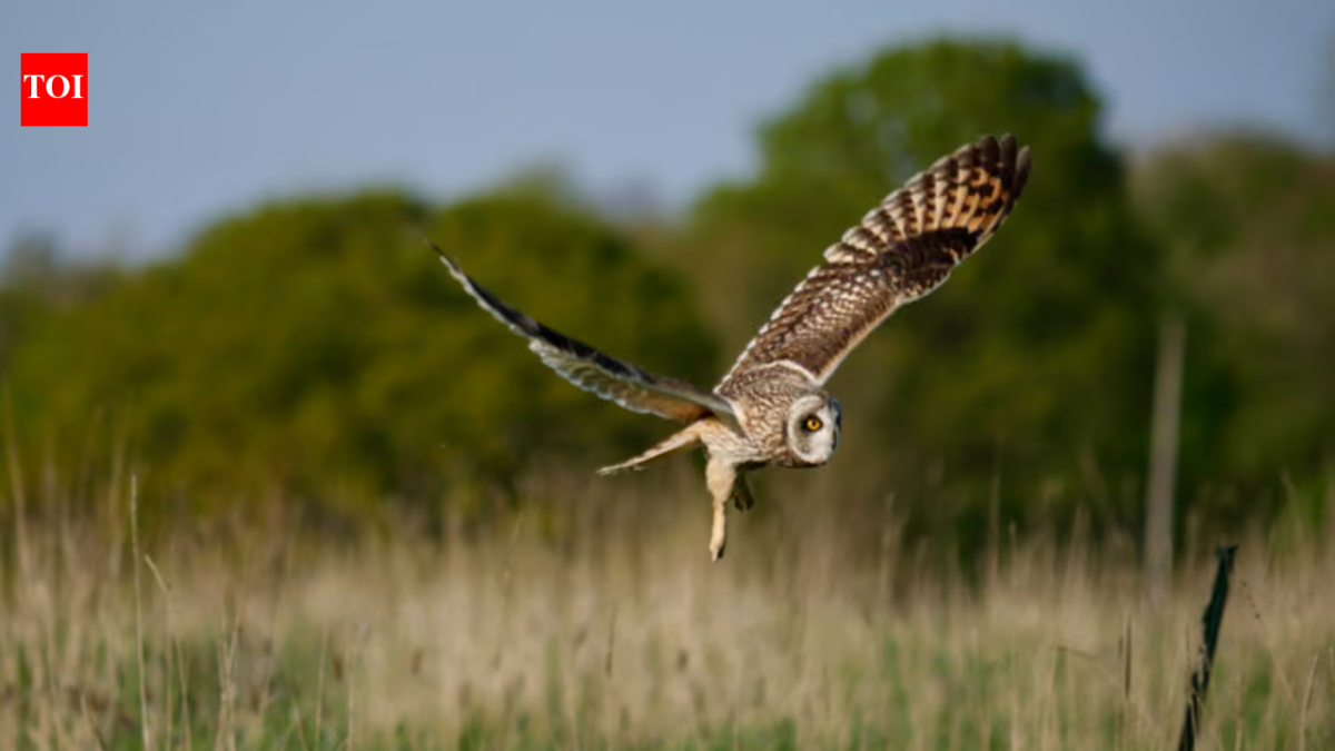 Humans stepped back from this UK dairy farm in 2023; three years later, wildlife returns as 27 more bird species appear and butterfly numbers more than double