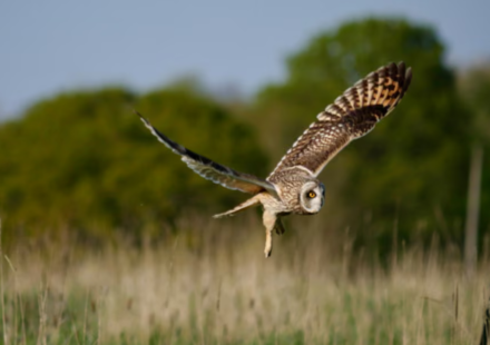 Humans stepped back from this UK dairy farm in 2023; three years later, wildlife returns as 27 more bird species appear and butterfly numbers more than double