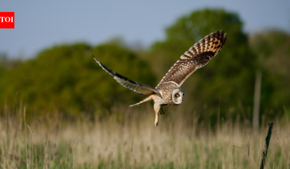 Humans stepped back from this UK dairy farm in 2023; three years later, wildlife returns as 27 more bird species appear and butterfly numbers more than double