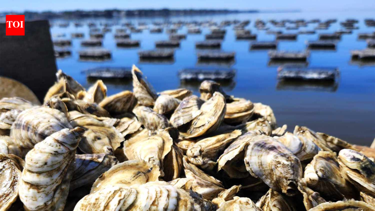 Thieves stole 400,000 juvenile oysters worth about $350,000 from an Australian farm; the grower says a third of his stock is gone and the theft has set him back two to three years