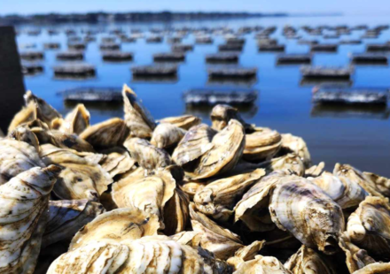 Thieves stole 400,000 juvenile oysters worth about $350,000 from an Australian farm; the grower says a third of his stock is gone and the theft has set him back two to three years