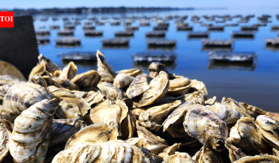 Thieves stole 400,000 juvenile oysters worth about $350,000 from an Australian farm; the grower says a third of his stock is gone and the theft has set him back two to three years