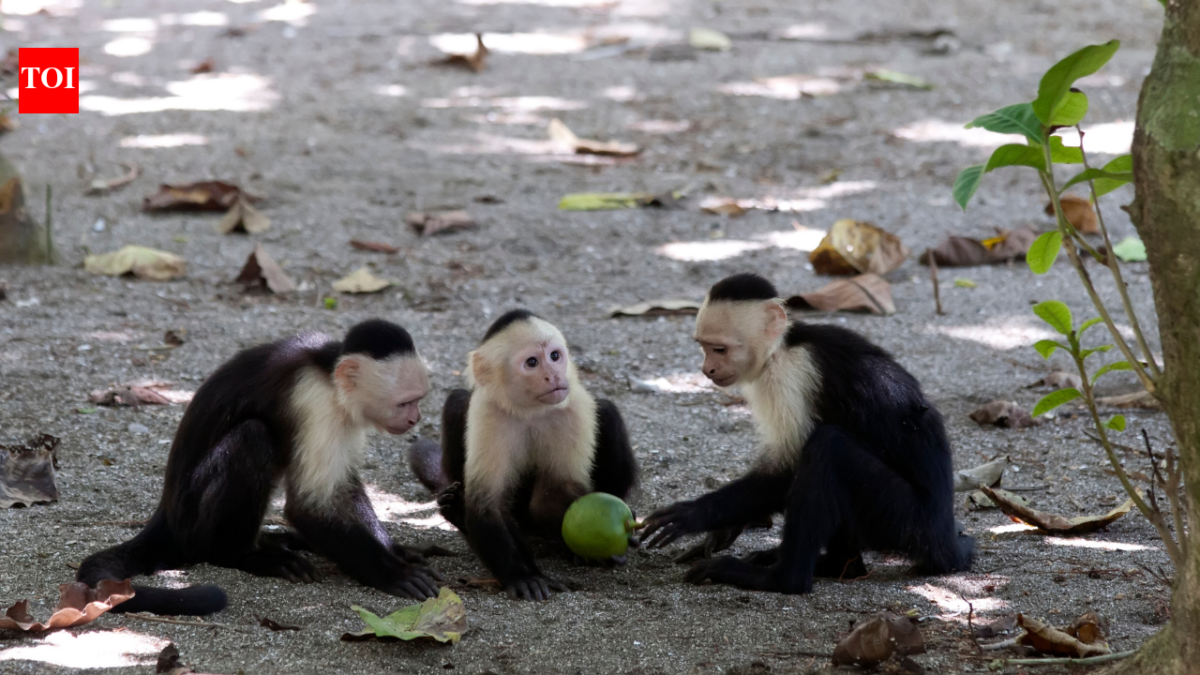 Scientists watched wild capuchin monkeys for 45 months and recorded around 280 vertebrate-eating events; when fruit became scarce, the monkeys increasingly turned to lizards, snakes and other animals for food