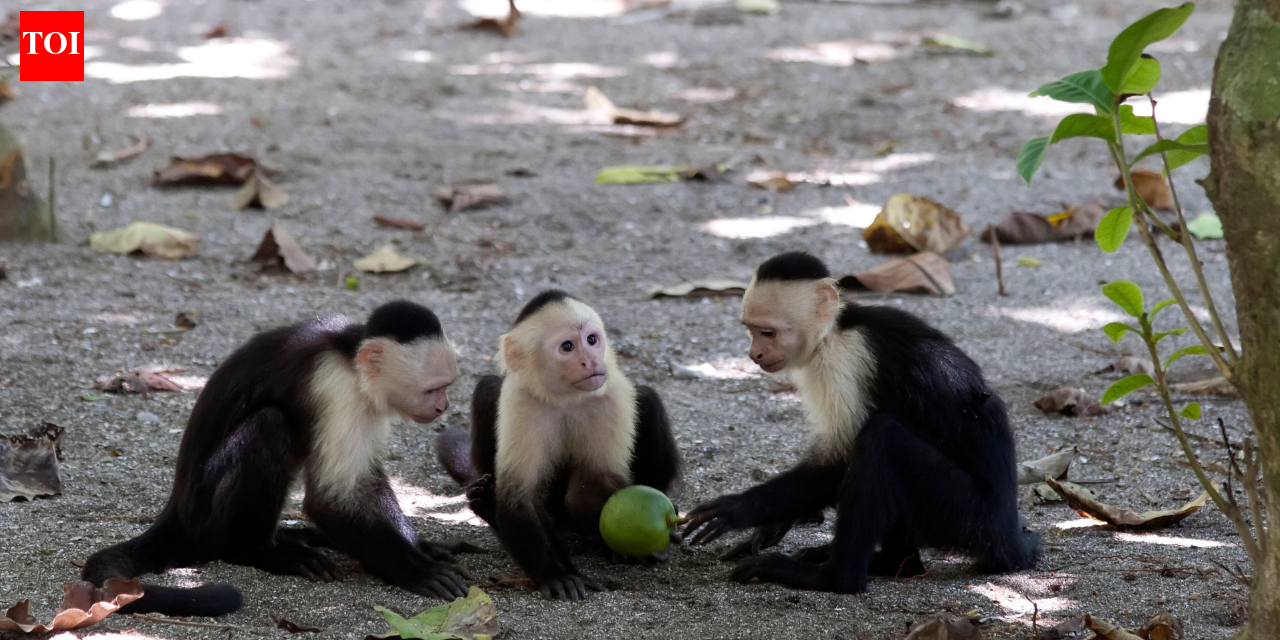 Scientists watched wild capuchin monkeys for 45 months and recorded around 280 vertebrate-eating events; when fruit became scarce, the monkeys increasingly turned to lizards, snakes and other animals for food