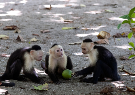 Scientists watched wild capuchin monkeys for 45 months and recorded around 280 vertebrate-eating events; when fruit became scarce, the monkeys increasingly turned to lizards, snakes and other animals for food