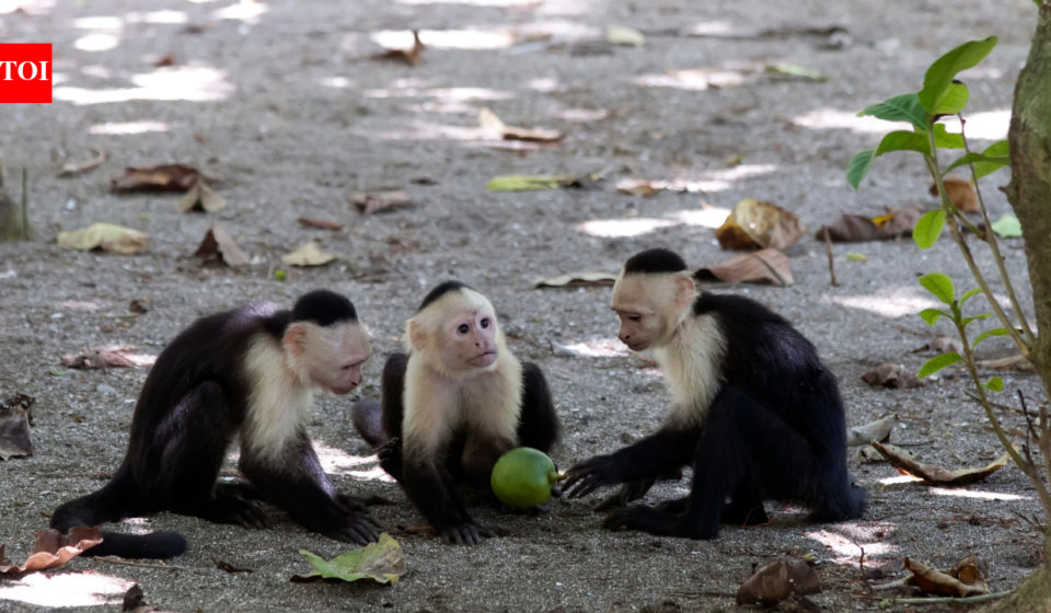 Scientists watched wild capuchin monkeys for 45 months and recorded around 280 vertebrate-eating events; when fruit became scarce, the monkeys increasingly turned to lizards, snakes and other animals for food