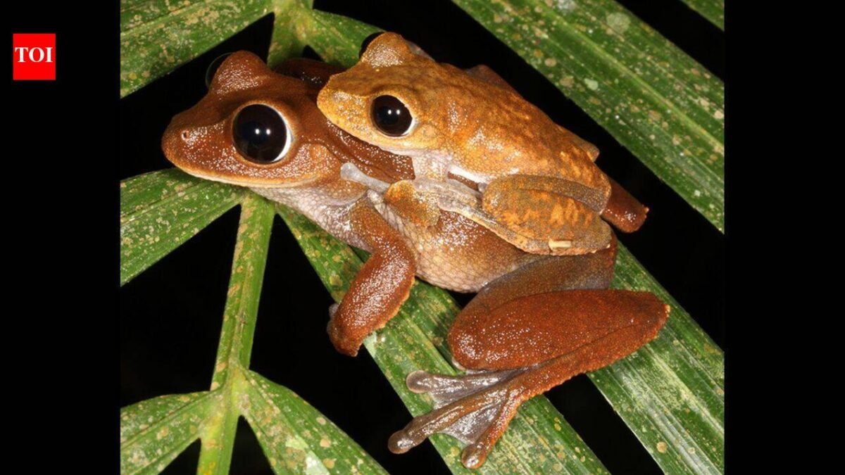 Scientists searched for threatened Australian rainforest frogs without seeing or hearing them; DNA in creek water collected up to 22 km downstream revealed populations in places where the frogs had disappeared