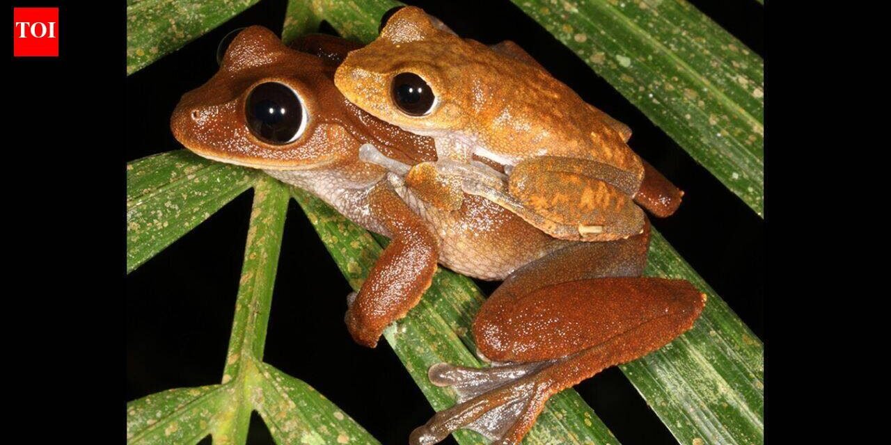 Scientists searched for threatened Australian rainforest frogs without seeing or hearing them; DNA in creek water collected up to 22 km downstream revealed populations in places where the frogs had disappeared