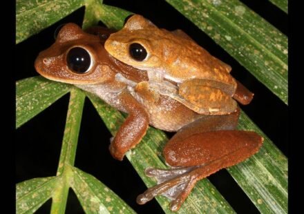 Scientists searched for threatened Australian rainforest frogs without seeing or hearing them; DNA in creek water collected up to 22 km downstream revealed populations in places where the frogs had disappeared