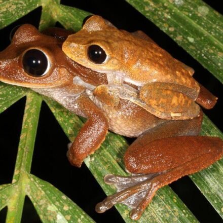 Scientists searched for threatened Australian rainforest frogs without seeing or hearing them; DNA in creek water collected up to 22 km downstream revealed populations in places where the frogs had disappeared