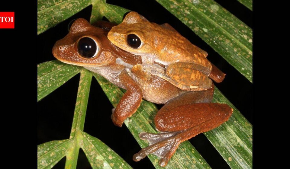 Scientists searched for threatened Australian rainforest frogs without seeing or hearing them; DNA in creek water collected up to 22 km downstream revealed populations in places where the frogs had disappeared