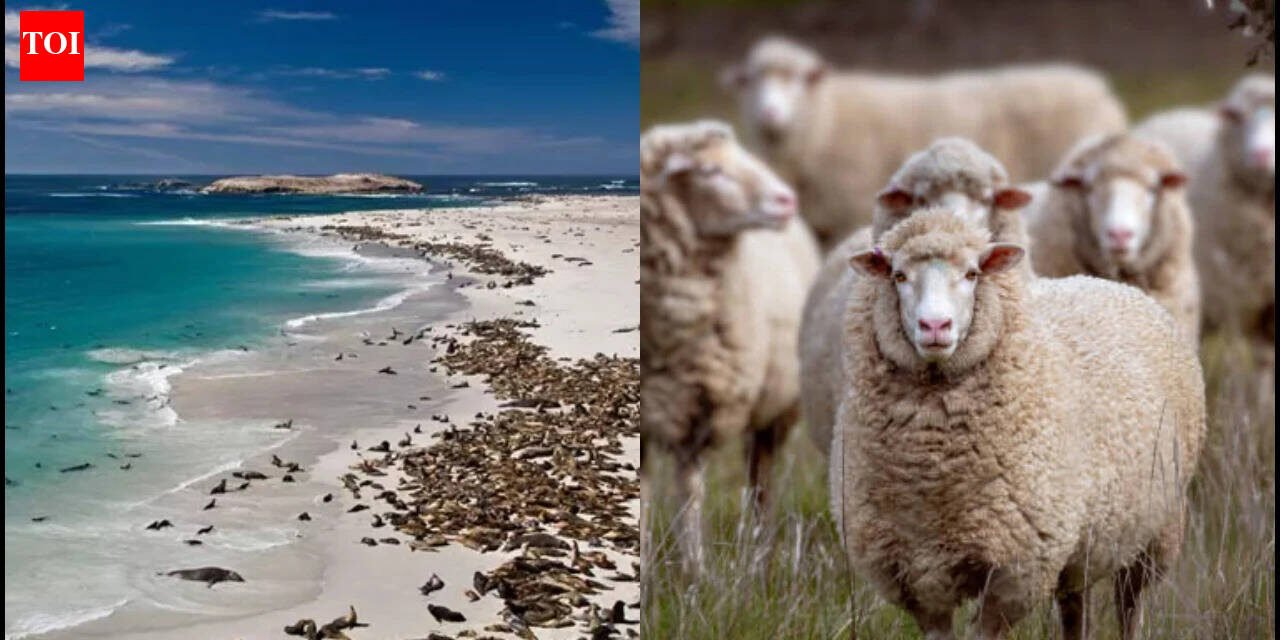 In 1850, a California rancher brought 45 sheep to San Miguel Island; by 1862 there were 6,000, and after grazing denuded the island the last 148 were eliminated in 1966