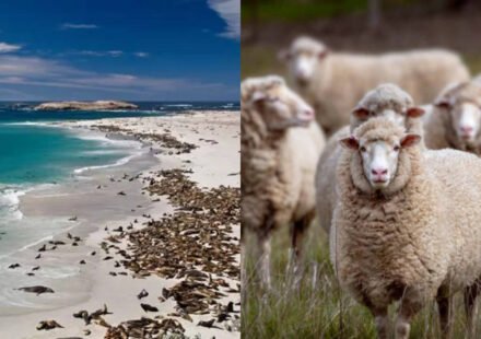In 1850, a California rancher brought 45 sheep to San Miguel Island; by 1862 there were 6,000, and after grazing denuded the island the last 148 were eliminated in 1966