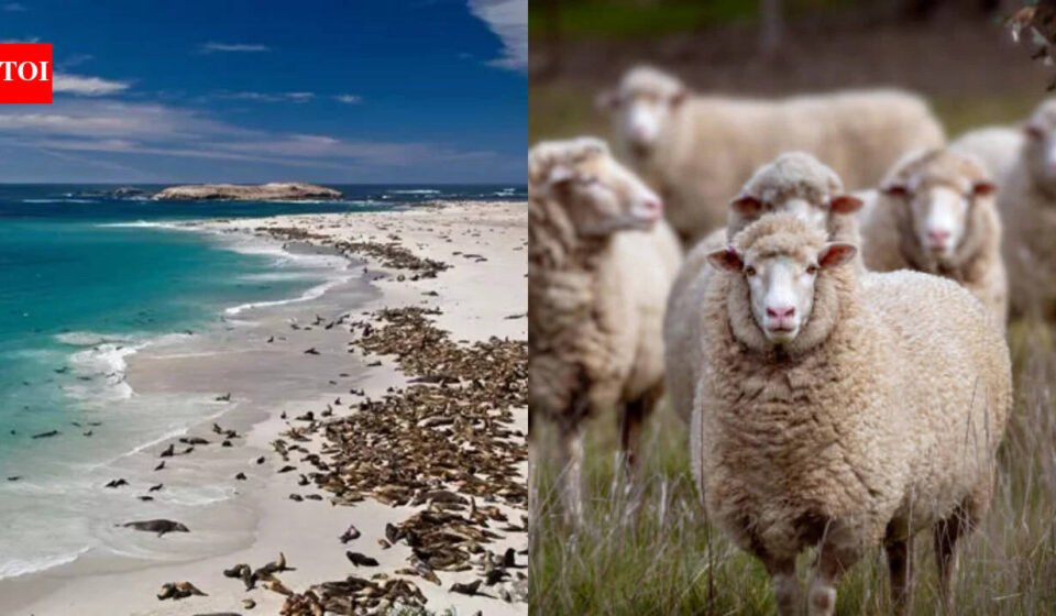 In 1850, a California rancher brought 45 sheep to San Miguel Island; by 1862 there were 6,000, and after grazing denuded the island the last 148 were eliminated in 1966