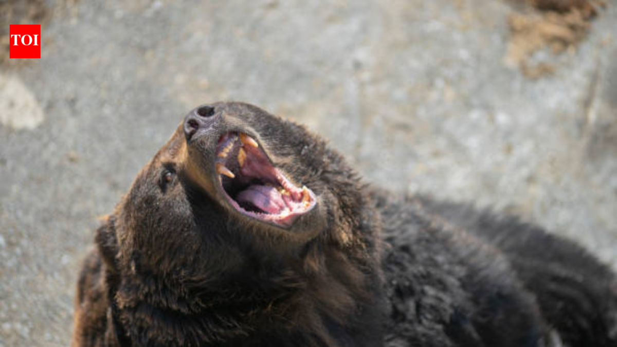 Japan killed more than 14,000 bears between April 2025 and January 2026 after record attacks on people; despite the cull, 6 people have been killed this year and the government plans to remove another 8,800 bears