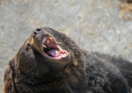 Japan killed more than 14,000 bears between April 2025 and January 2026 after record attacks on people; despite the cull, 6 people have been killed this year and the government plans to remove another 8,800 bears