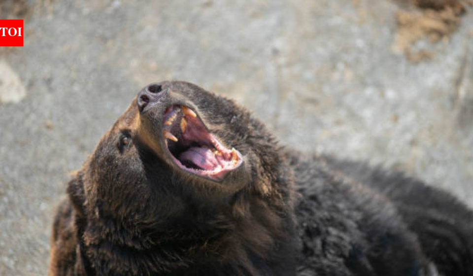 Japan killed more than 14,000 bears between April 2025 and January 2026 after record attacks on people; despite the cull, 6 people have been killed this year and the government plans to remove another 8,800 bears