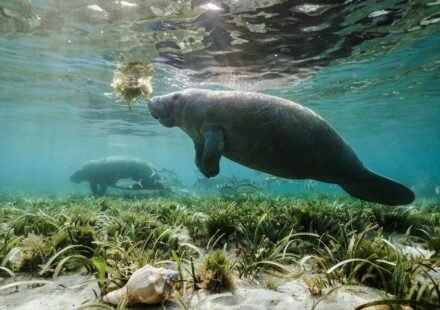 Rare manatees are turning up along the Texas coast this summer; some are lingering in busy marinas for freshwater, prompting warnings to boaters