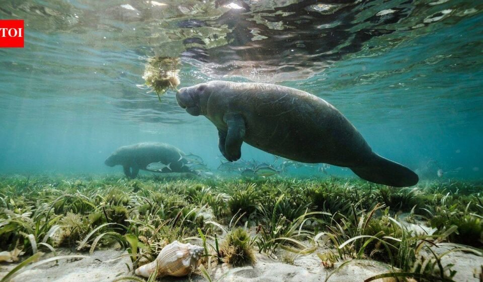 Rare manatees are turning up along the Texas coast this summer; some are lingering in busy marinas for freshwater, prompting warnings to boaters