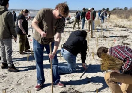 Maine students and residents planted 12,000 dune-grass stalks after two 2024 storms washed away dunes; in 2026, volunteers returned with 20,000 more to rebuild the beach