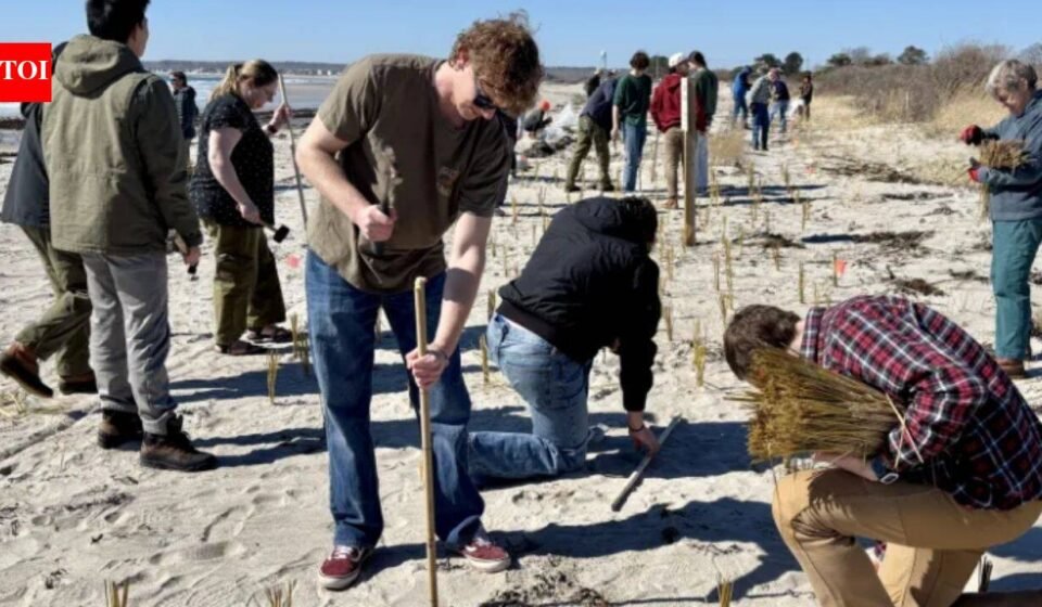 Maine students and residents planted 12,000 dune-grass stalks after two 2024 storms washed away dunes; in 2026, volunteers returned with 20,000 more to rebuild the beach