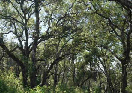 In 2005, a couple bought a 2,300-acre Napa ranch for $8 million; after a 17-year battle over plans for vineyards, the land was bought for $24 million and is becoming a public preserve