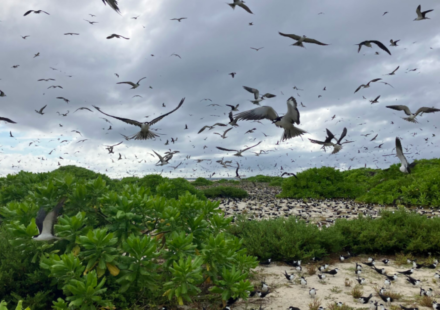In 1967, Guy Savy and a partner bought a degraded Seychelles island; after restoring nesting habitat, its sooty tern colony rose from under 20,000 pairs to about 700,000