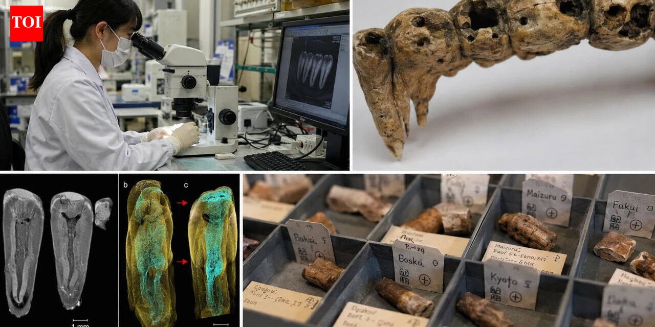 In the 1600s, people in Osaka ate dozens of species of fish, mammals and plants; 400 years later scientists found the evidence trapped in their teeth