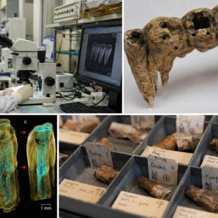 In the 1600s, people in Osaka ate dozens of species of fish, mammals and plants; 400 years later scientists found the evidence trapped in their teeth