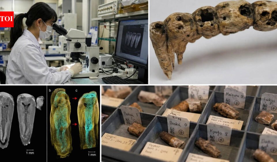 In the 1600s, people in Osaka ate dozens of species of fish, mammals and plants; 400 years later scientists found the evidence trapped in their teeth