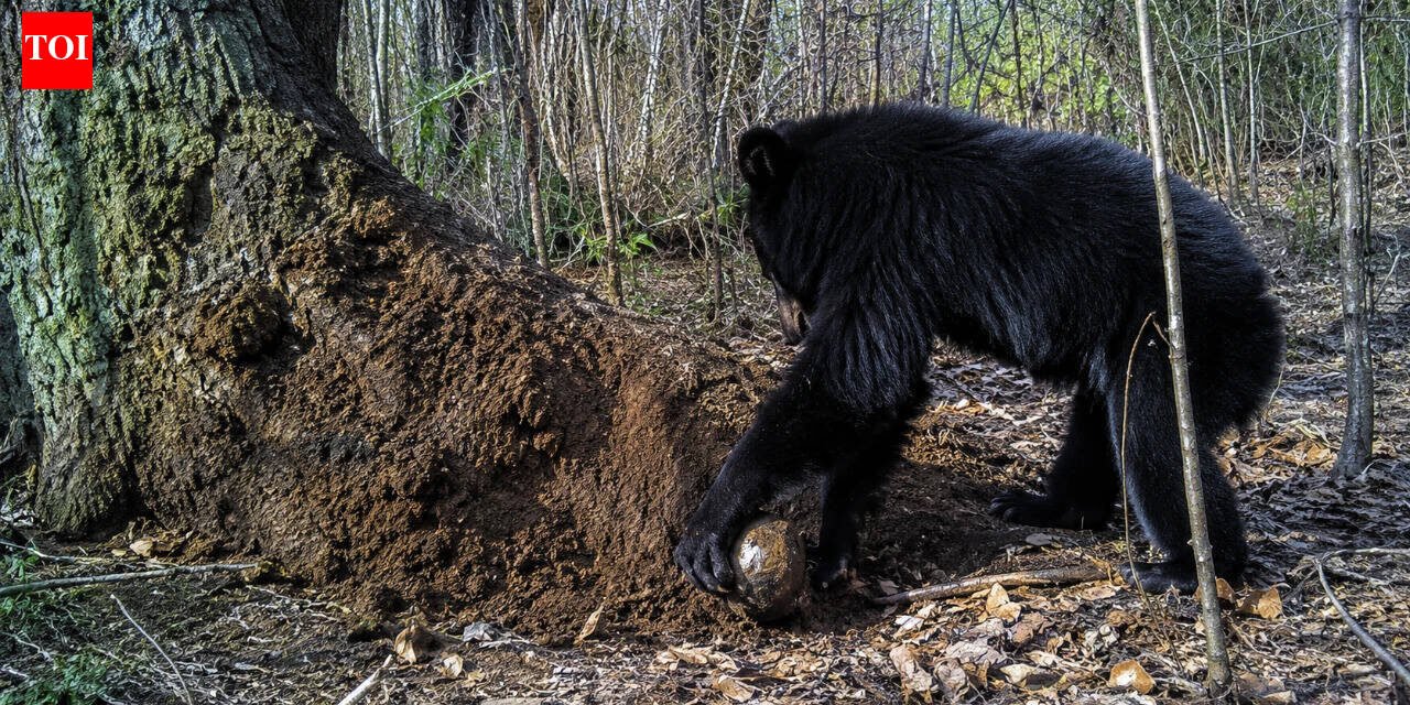 Chimpanzees have been throwing rocks at the same trees for more than a decade; scientists are trying to solve the mystery