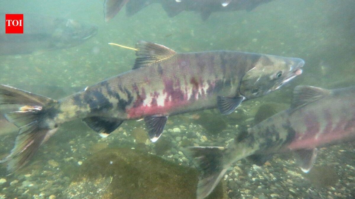 In the early 1990s, fewer than 1,000 threatened chum salmon returned to this Washington watershed; recent returns average 32,600 a year as a $9.7 million river restoration nears completion