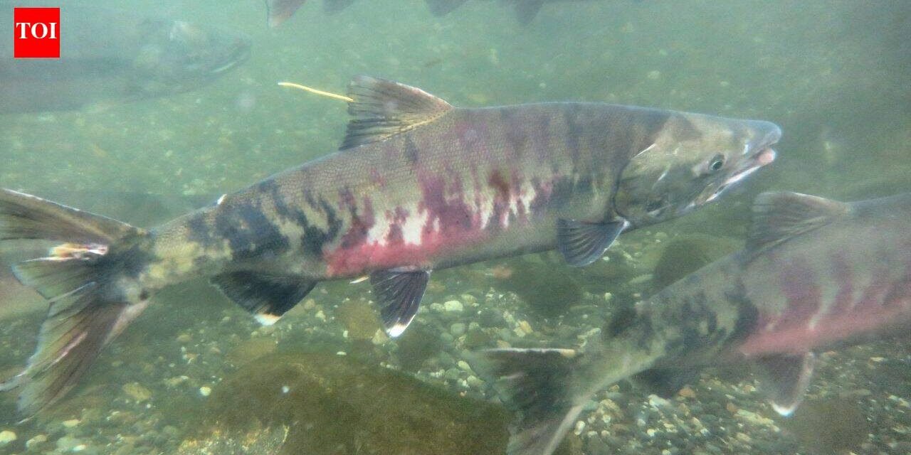 In the early 1990s, fewer than 1,000 threatened chum salmon returned to this Washington watershed; recent returns average 32,600 a year as a $9.7 million river restoration nears completion