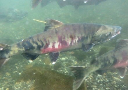 In the early 1990s, fewer than 1,000 threatened chum salmon returned to this Washington watershed; recent returns average 32,600 a year as a $9.7 million river restoration nears completion
